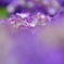 紫陽花