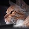 かっこいい猫の横顔