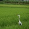 津軽平野での出会い