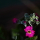 紫の花