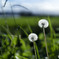 dandelion fluff