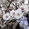池田動物園の桜