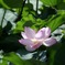 夏の花