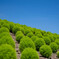 Green balls
