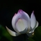 Lotus like peach