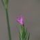 庭の野草