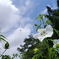花 20073117