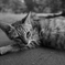 猫 20071017