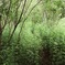 夏草