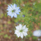 季節の花～Nigella.1