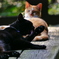猫 2008045