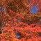 紅葉を先取り！