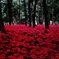 red spider lily