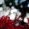 red spider lily 2