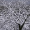 雪の花