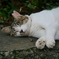 猫 20080420