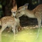 初夏の奈良公園
