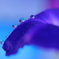 心海DROPS・・・涼々