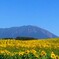向日葵畑~岩手山~