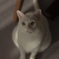 オヤツくださいにゃ