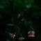 華