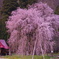 おしら様