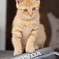 こねこ