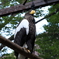 2020.8.22 上野動物園 オオワシ