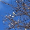 じゅうがつ桜