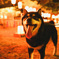 柴犬川柳風