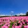 山頂の花畑