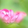 Lotus flower