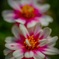 何の花？