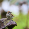 The Sparrow