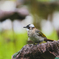 Turdus pallidus