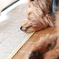 ここが1番気持ちいいんだな～zzz