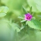紅紫色の小さな花