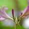 ひっそり咲く花