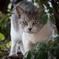 猫ちゃん800mm
