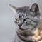 猫ちゃん800mm