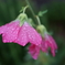 小雨の中のタチアオイ