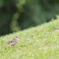 EOS 90D ヒバリ