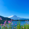 秋桜と夏の富士