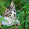 猫　1