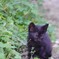 猫　2