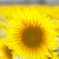 ひまわりって本当に太陽の花なんですね