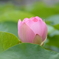 公園の蓮