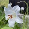 庭に咲いたユリの花。