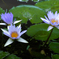 睡蓮の花たち