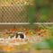 Autumn　cat